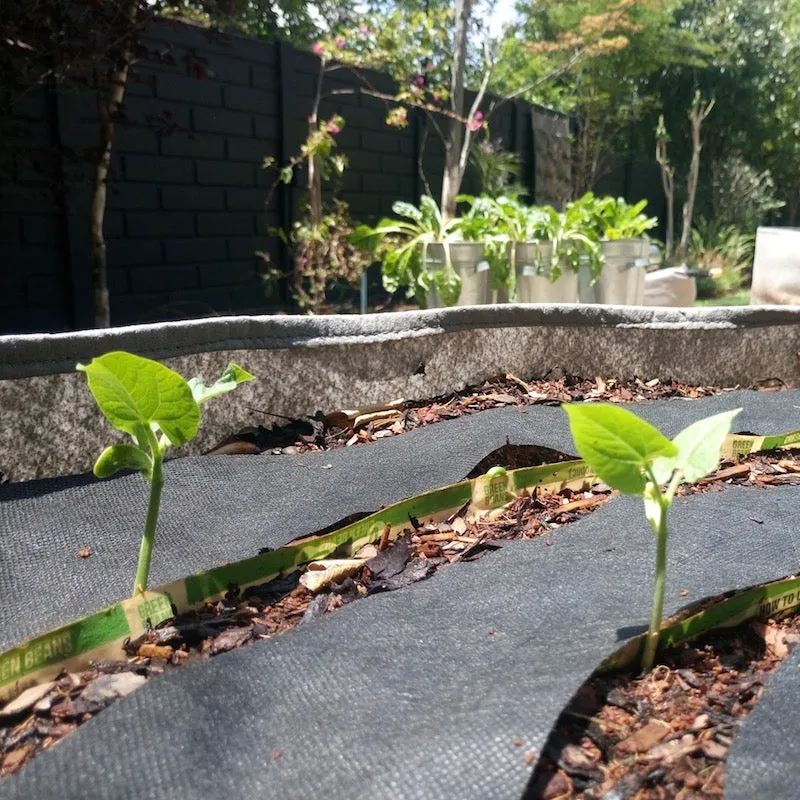 Learn & Grow Kit - Grade 8-9